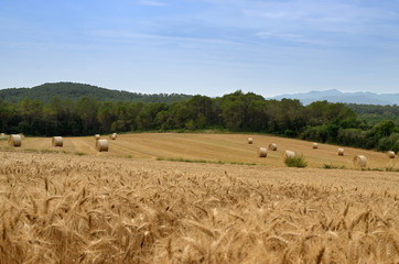 Fototapeta premium wheat field