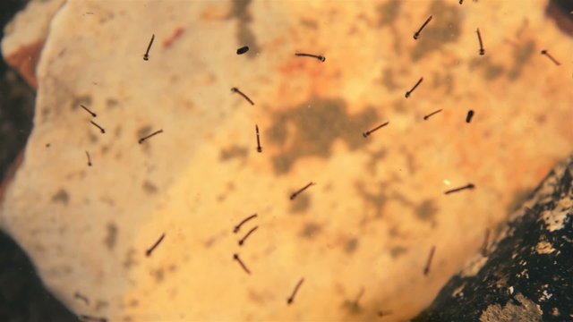 Mosquito larvae in water
