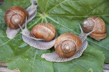 four snails