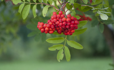 rowanberry