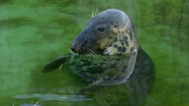 Grey seal