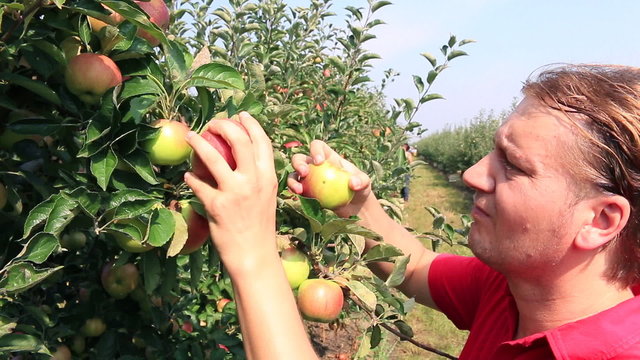 Farmer picking apples in a orchard