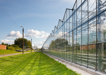 Obraz premium greenhouse vegetable production