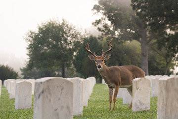 White-tailed deer buck