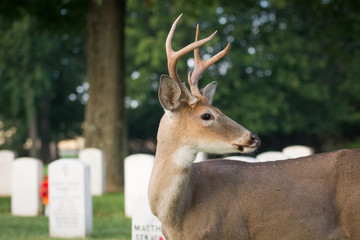 Naklejka premium White-tailed deer buck
