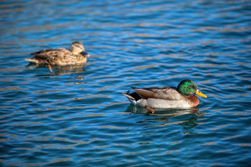 Ducks swiming in the lake