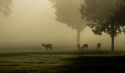 White-tailed deer on foggy morning