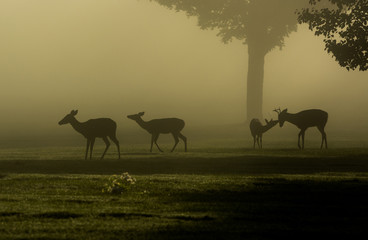 White-tailed deer on foggy morning
