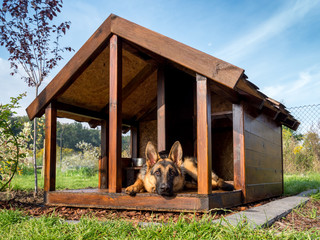 German shepherd in its kennel