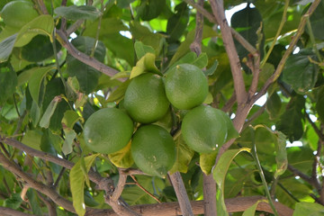 Lemons on tree