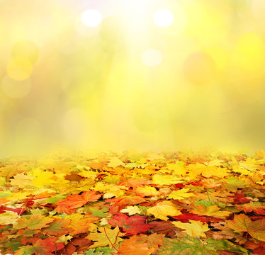 autumn background