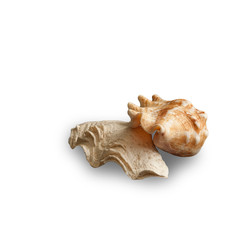 Still life composition with two seashells isolated on white
