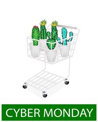 Cactus and Cactus Flowers in Cyber Monday Shopping Cart