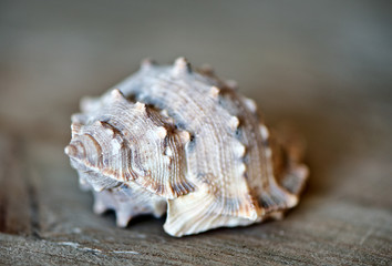 Close Up of Seashell on Wooden Surface