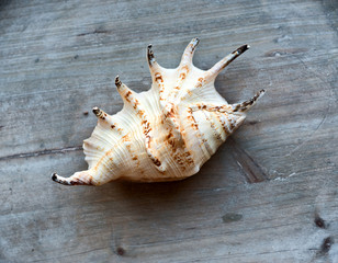 Seashell on Wooden Background