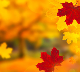 autumn background