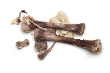 bone on the white background