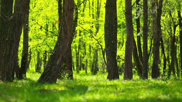 Forest and sunshine