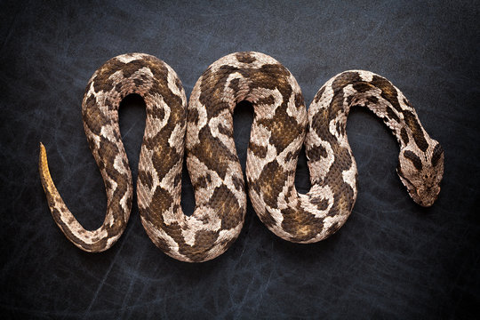 Viper snake