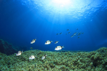 Fototapeta na wymiar Seabream fish on underwater reef