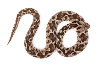 Viper snake
