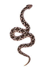 Fototapeta premium Viper snake