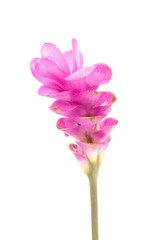 Siam tulip or Curcuma flower