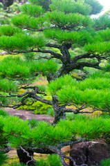Pine trees /  Pine needle
