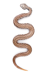 Naklejka premium Viper snake