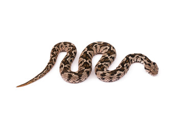 Viper snake - 70259192