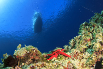Fototapeta na wymiar Coral reef, starfish and boat