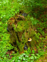 Green tree stump with mushrooms