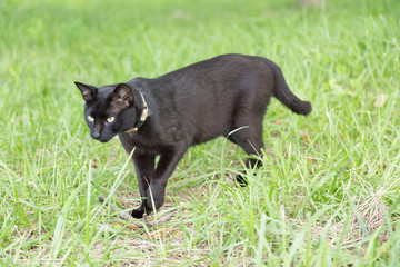 獲物を見つめる黒猫