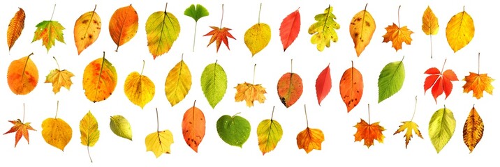 gemischte bunte Herbstblätter freigestellt