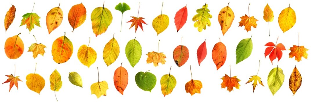 gemischte bunte Herbstbl&auml;tter freigestellt