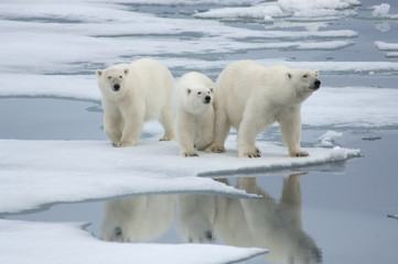 Obraz na płótnie Canvas Polar Bear& Two Yearling Cubs