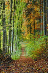 autumn forest track