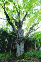 Obraz premium 津別双葉のミズナラ