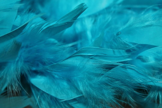 plumes bleu turquoise devet tout doux plumes de dinde