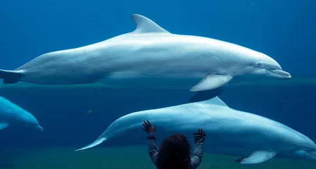 Papier Peint photo Lavable Dauphin enfant observant un dauphin