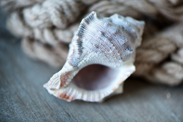 Maritime background with seashell and old rope
