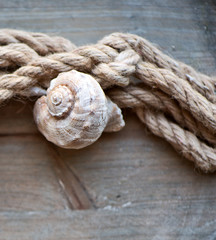 Maritime background with seashell and old rope