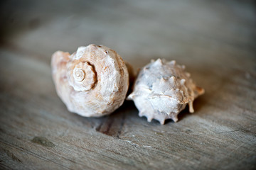 Close Up of Seashell on Wooden Surface