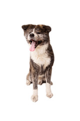 Akita Inu isolated on white