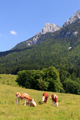 Fototapeta na wymiar Kühe in den Alpen vor dem Zahmen Kaiser