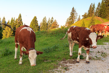 Fototapeta na wymiar Kühe am Morgen in den Alpen am Wanderweg