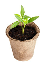 The young plant grows from a fertile soil is isolated on a white