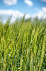 Field of young green wheat or barley