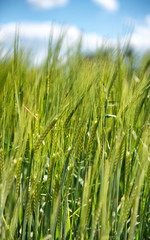 Field of young green wheat or barley