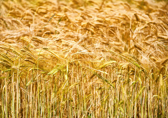 Closeup of ears of golden wheat